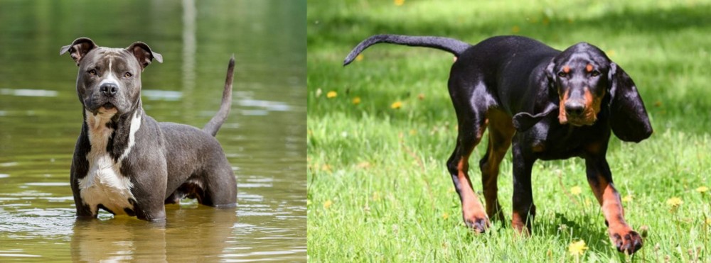 Black and Tan Coonhound vs American Staffordshire Terrier - Breed Comparison