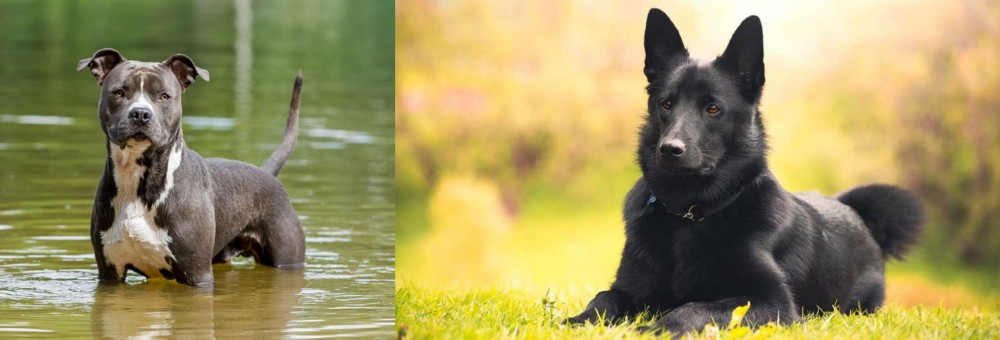 Black Norwegian Elkhound vs American Staffordshire Terrier - Breed Comparison