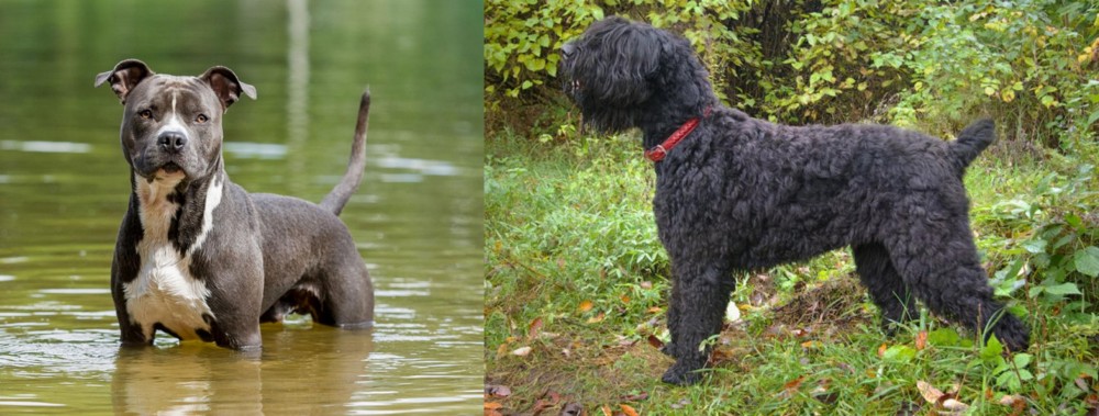 Black Russian Terrier vs American Staffordshire Terrier - Breed Comparison