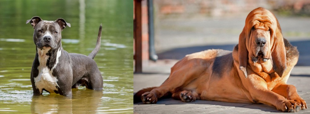 Bloodhound vs American Staffordshire Terrier - Breed Comparison