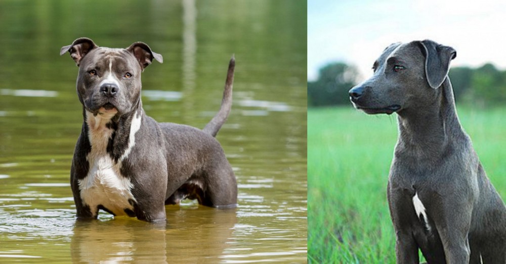 Blue Lacy vs American Staffordshire Terrier - Breed Comparison