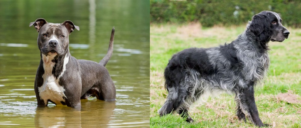 Blue Picardy Spaniel vs American Staffordshire Terrier - Breed Comparison