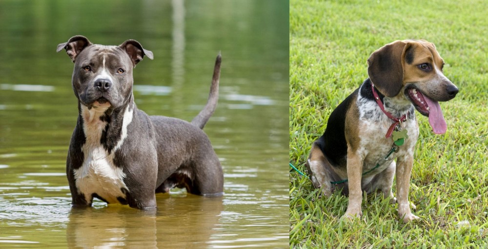 Bluetick Beagle vs American Staffordshire Terrier - Breed Comparison