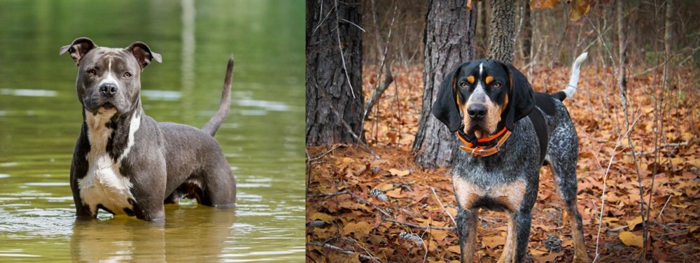 Bluetick Coonhound vs American Staffordshire Terrier - Breed Comparison