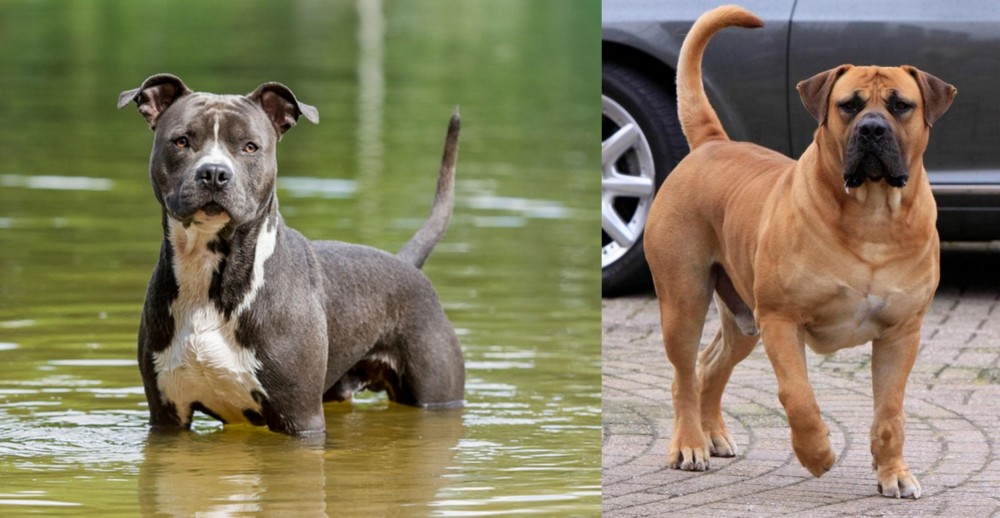Boerboel vs American Staffordshire Terrier - Breed Comparison