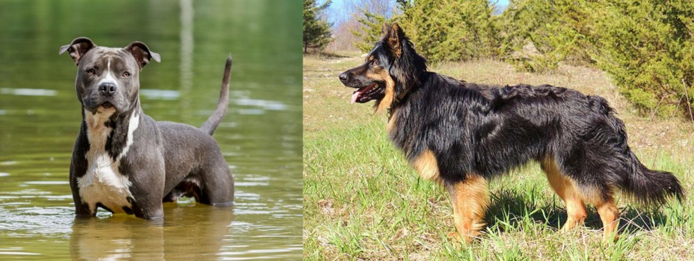 Bohemian Shepherd vs American Staffordshire Terrier - Breed Comparison