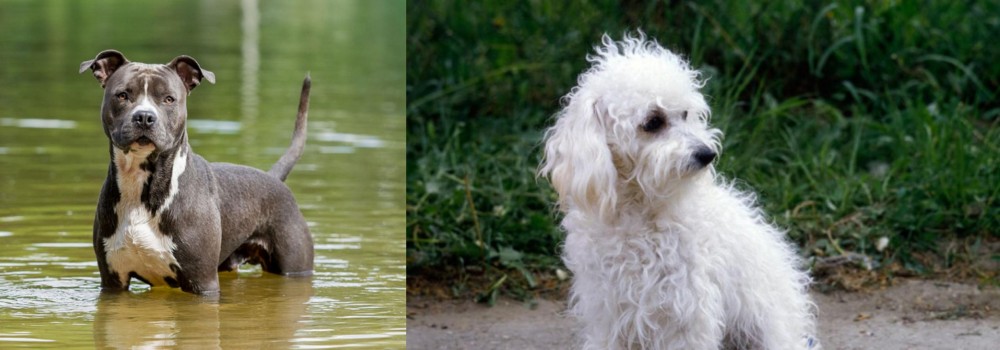 Bolognese vs American Staffordshire Terrier - Breed Comparison