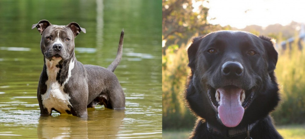 Borador vs American Staffordshire Terrier - Breed Comparison