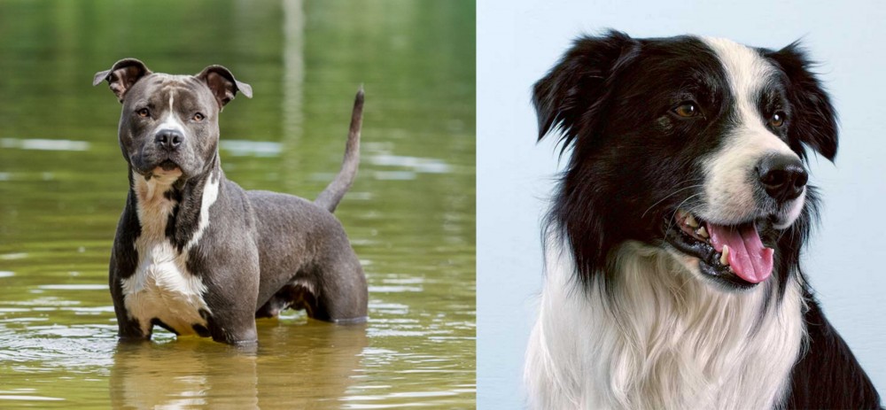 Border Collie vs American Staffordshire Terrier - Breed Comparison