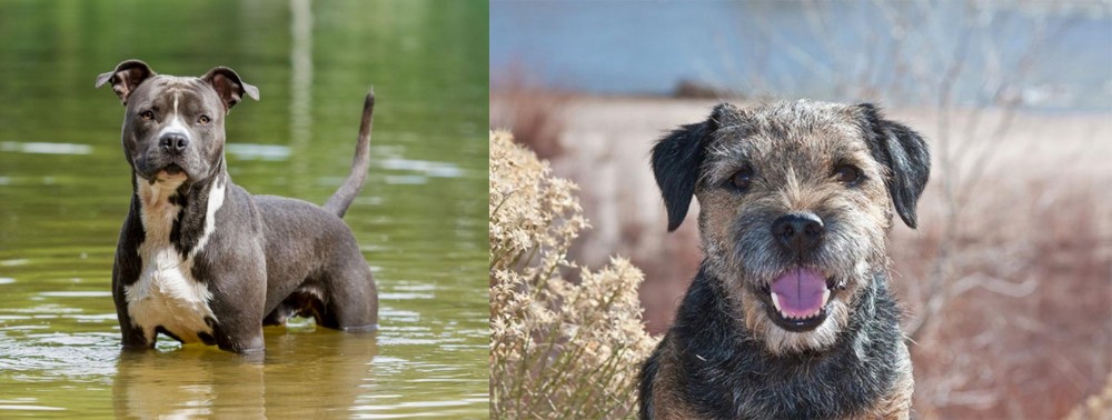 Border Terrier vs American Staffordshire Terrier - Breed Comparison