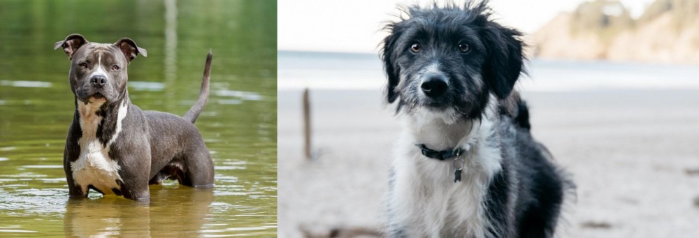 Bordoodle vs American Staffordshire Terrier - Breed Comparison
