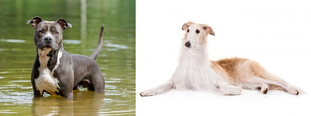 Borzoi vs American Staffordshire Terrier - Breed Comparison