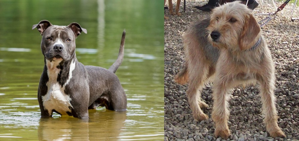 Bosnian Coarse-Haired Hound vs American Staffordshire Terrier - Breed Comparison
