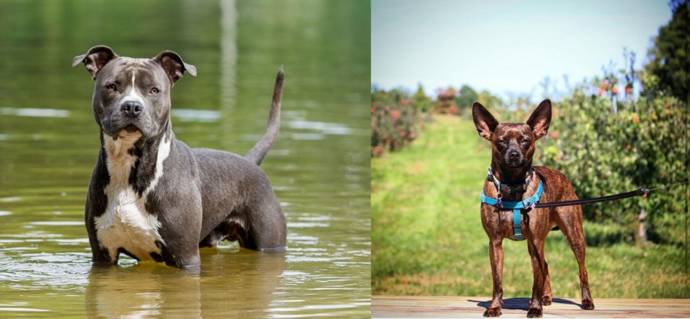 Bospin vs American Staffordshire Terrier - Breed Comparison