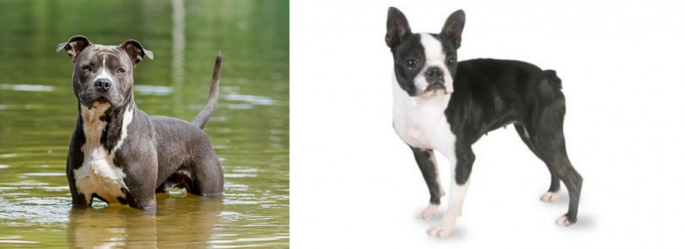Boston Terrier vs American Staffordshire Terrier - Breed Comparison