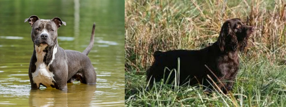 Boykin Spaniel vs American Staffordshire Terrier - Breed Comparison