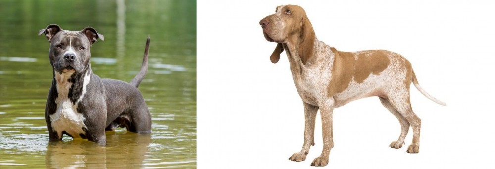 Bracco Italiano vs American Staffordshire Terrier - Breed Comparison