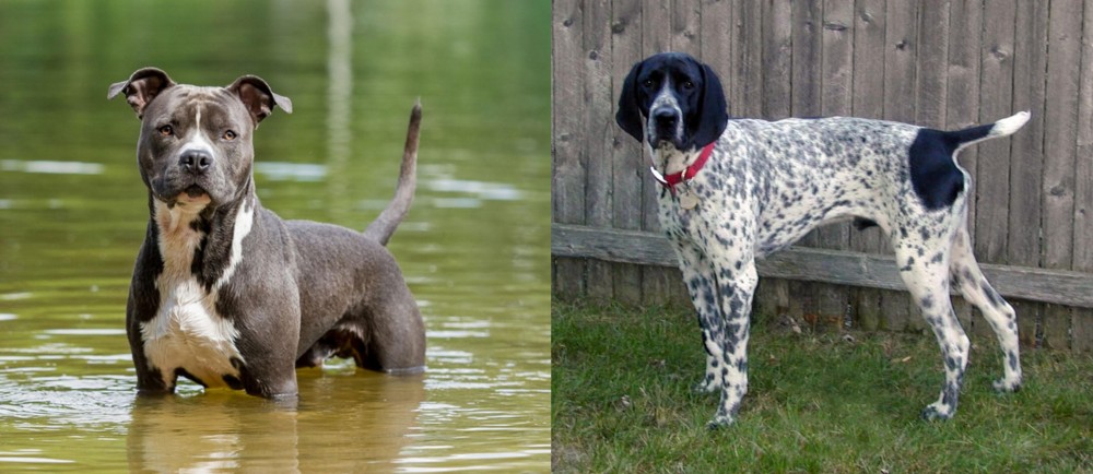 Braque d'Auvergne vs American Staffordshire Terrier - Breed Comparison