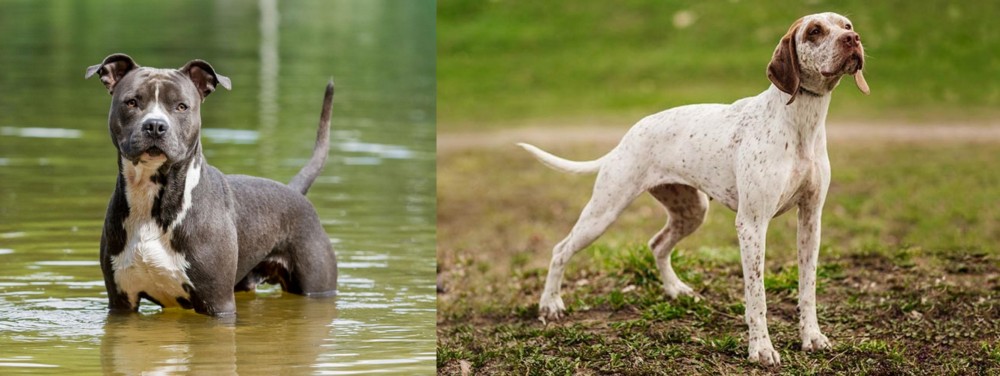 Braque du Bourbonnais vs American Staffordshire Terrier - Breed Comparison