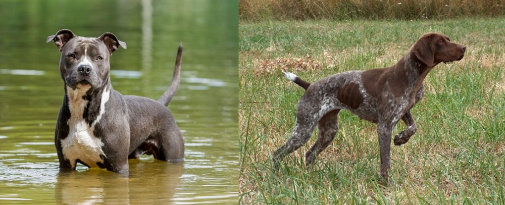 Braque Francais vs American Staffordshire Terrier - Breed Comparison