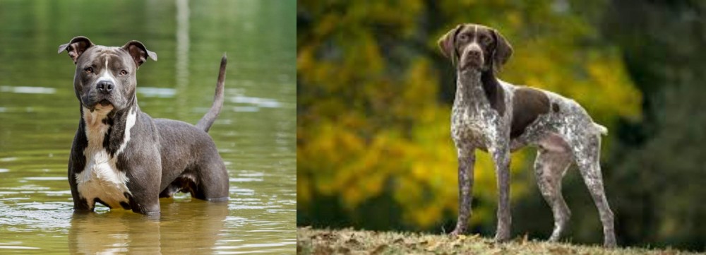 Braque Francais (Gascogne Type) vs American Staffordshire Terrier - Breed Comparison