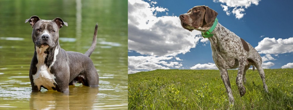 Braque Francais (Pyrenean Type) vs American Staffordshire Terrier - Breed Comparison