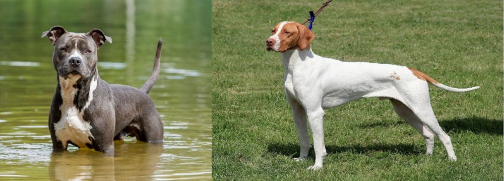 Braque Saint-Germain vs American Staffordshire Terrier - Breed Comparison