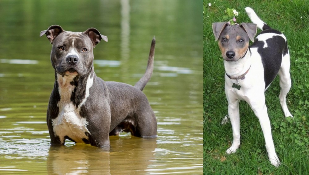 Brazilian Terrier vs American Staffordshire Terrier - Breed Comparison