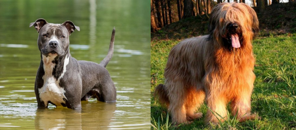 Briard vs American Staffordshire Terrier - Breed Comparison