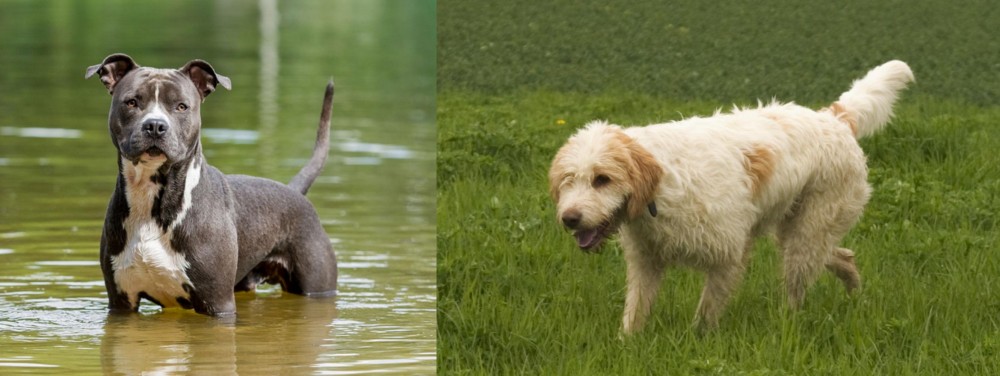 Briquet Griffon Vendeen vs American Staffordshire Terrier - Breed Comparison