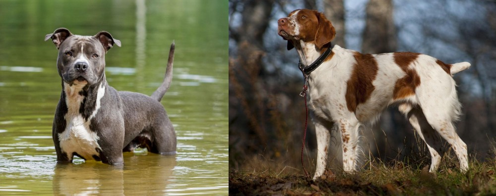 Brittany vs American Staffordshire Terrier - Breed Comparison