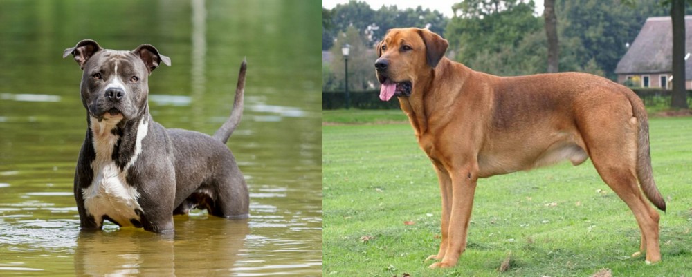 Broholmer vs American Staffordshire Terrier - Breed Comparison