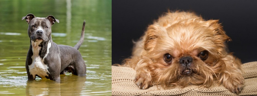 Brug vs American Staffordshire Terrier - Breed Comparison