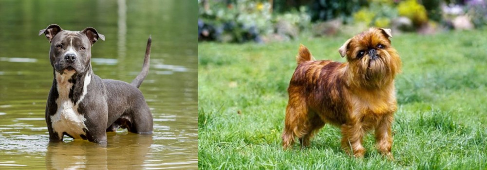 Brussels Griffon vs American Staffordshire Terrier - Breed Comparison