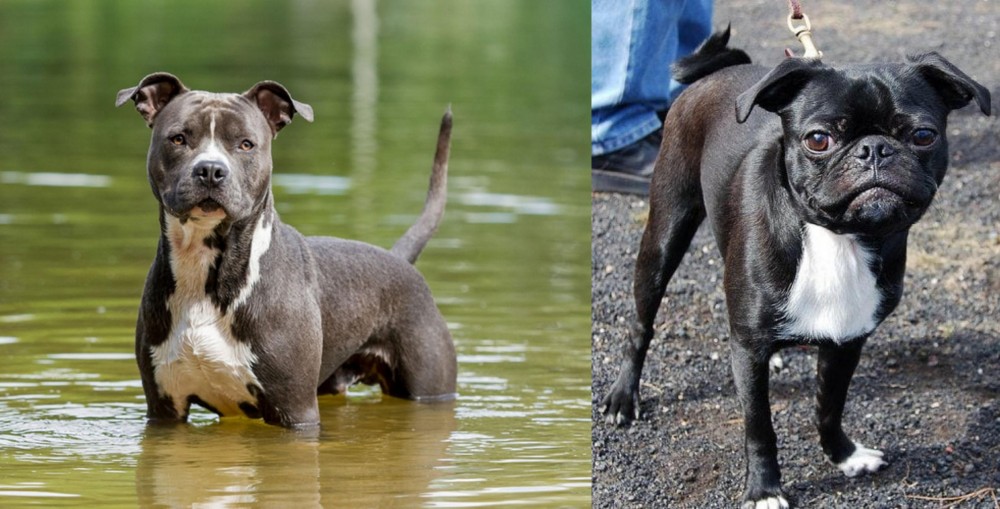 Bugg vs American Staffordshire Terrier - Breed Comparison