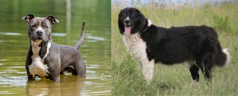 Bulgarian Shepherd vs American Staffordshire Terrier - Breed Comparison