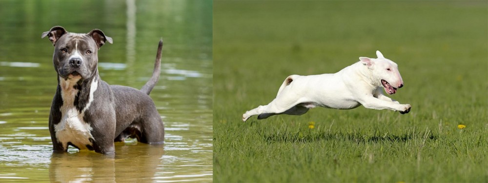 Bull Terrier vs American Staffordshire Terrier - Breed Comparison
