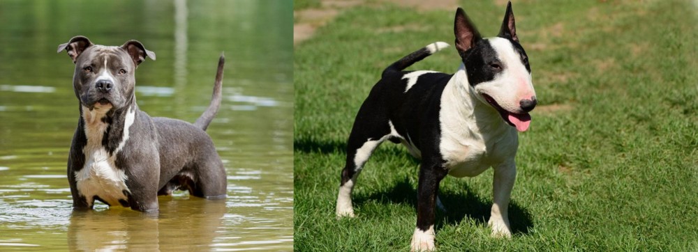 Bull Terrier Miniature vs American Staffordshire Terrier - Breed Comparison