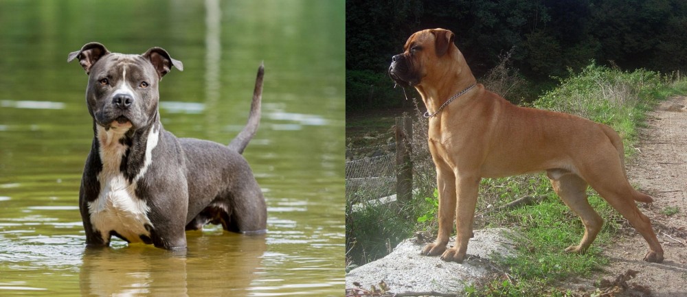 Bullmastiff vs American Staffordshire Terrier - Breed Comparison
