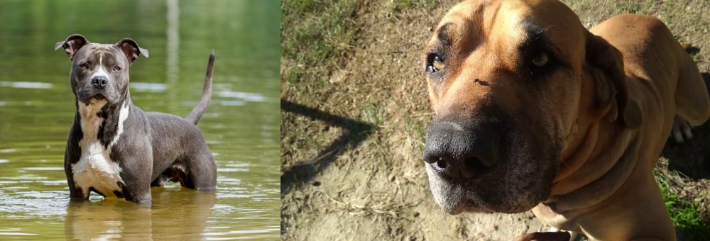 Cabecudo Boiadeiro vs American Staffordshire Terrier - Breed Comparison