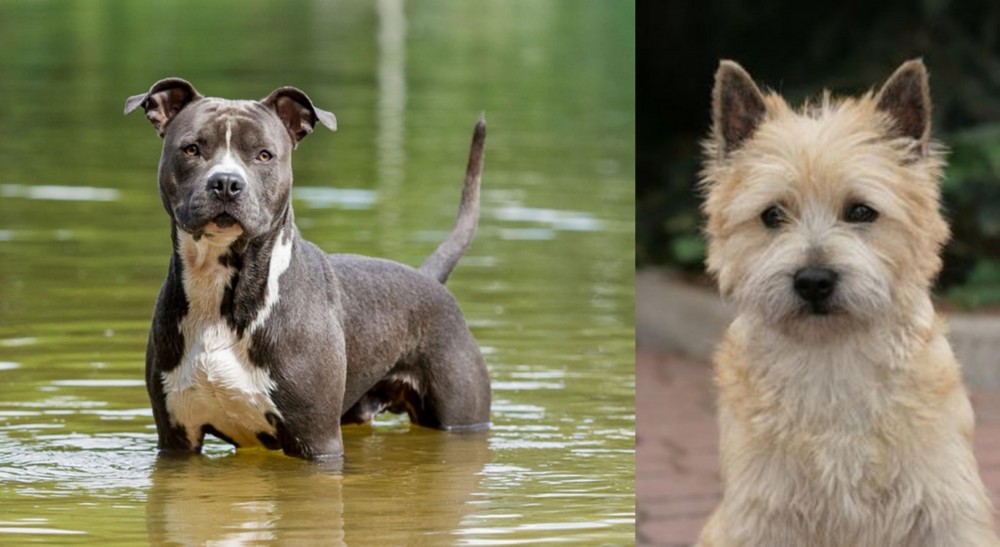 Cairn Terrier vs American Staffordshire Terrier - Breed Comparison