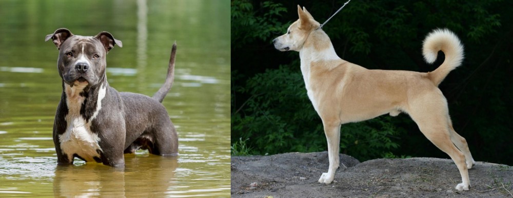 Canaan Dog vs American Staffordshire Terrier - Breed Comparison