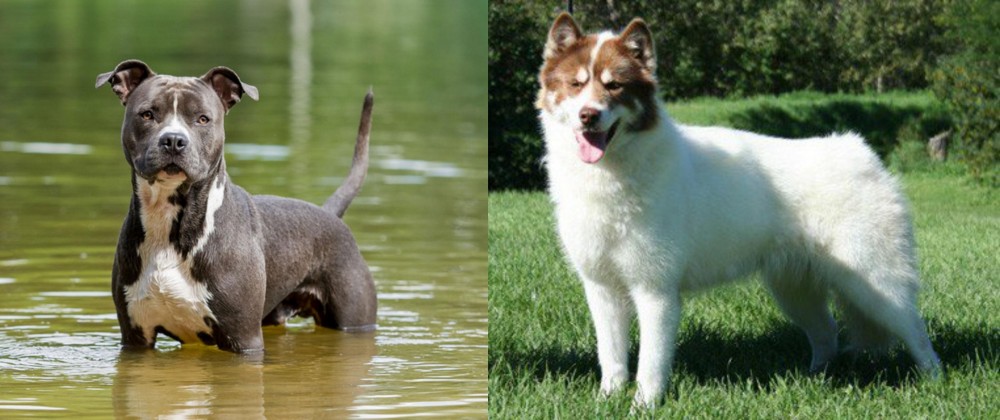 Canadian Eskimo Dog vs American Staffordshire Terrier - Breed Comparison