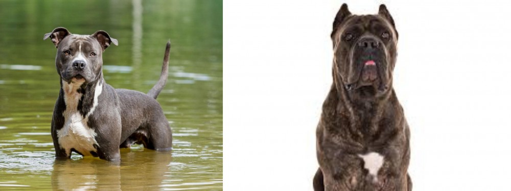 Cane Corso vs American Staffordshire Terrier - Breed Comparison