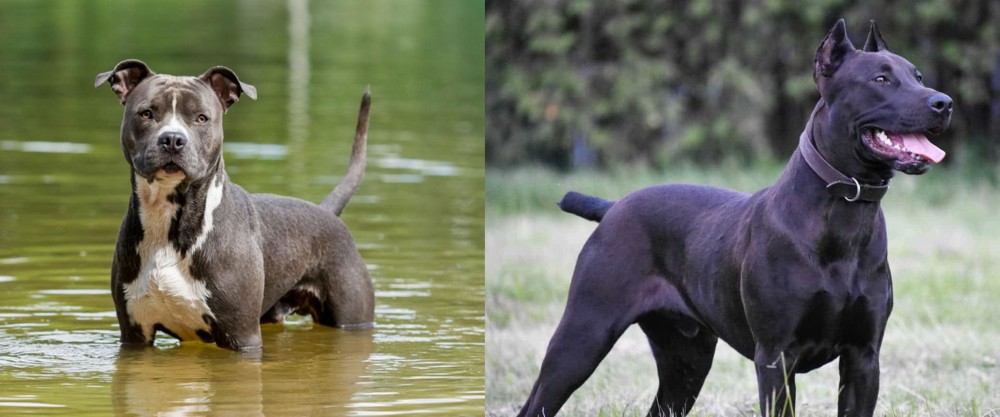 Canis Panther vs American Staffordshire Terrier - Breed Comparison