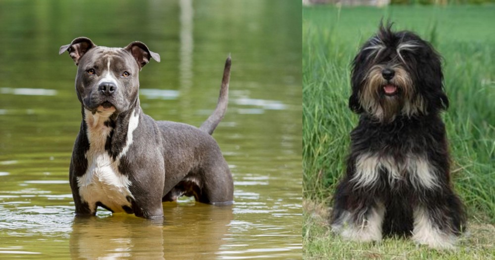Cao da Serra de Aires vs American Staffordshire Terrier - Breed Comparison