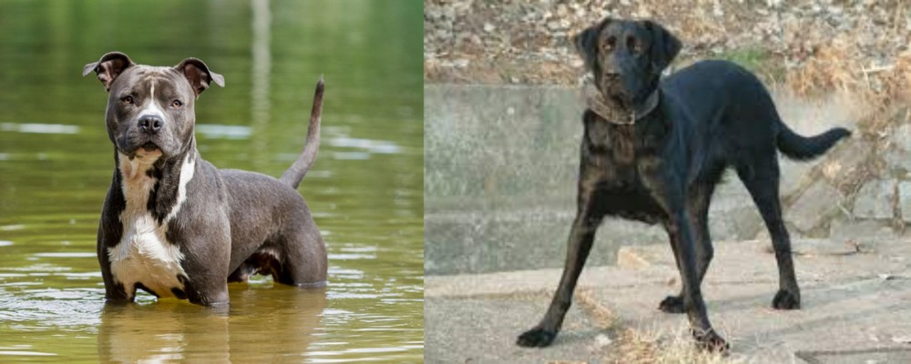 Cao de Castro Laboreiro vs American Staffordshire Terrier - Breed Comparison