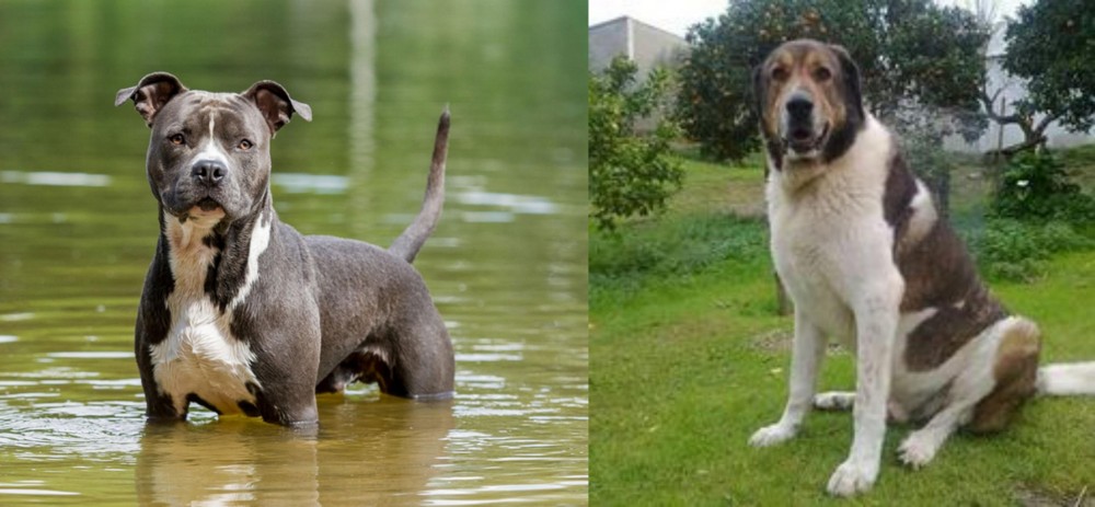 Cao de Gado Transmontano vs American Staffordshire Terrier - Breed Comparison
