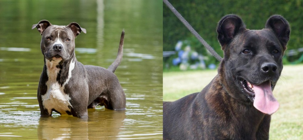 Cao Fila de Sao Miguel vs American Staffordshire Terrier - Breed Comparison
