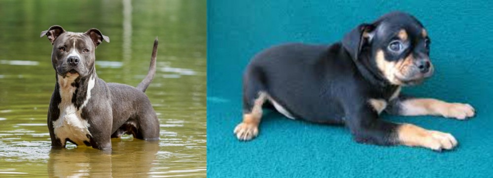 Carlin Pinscher vs American Staffordshire Terrier - Breed Comparison
